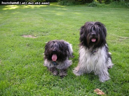 Schapendoes Hunde Foto 22160 in höherer Auflösung ansehen Schapendoes espandrillo und robin
