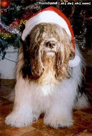 Schapendoes Hunde Foto 7598 Schapendoes Joyeux Noël de France