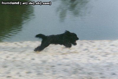 Schapendoes Hunde Foto 10667 Schapendoes Sam