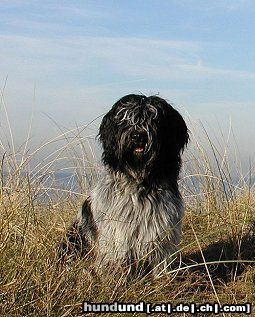 Schapendoes Hunde Foto 10668 Schapendoes Teun