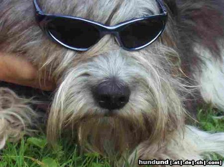 Schapendoes Hunde Foto 12517 Schapendoes Coole Welle