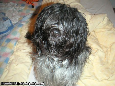 Schapendoes Hunde Foto 17940 Schapendoes Espandrillo
