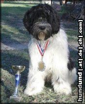Schapendoes Hunde Foto 26218 in höherer Auflösung ansehen Schapendoes Adidas de la Valle du Doux
