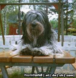 Schapendoes Hunde Foto 18535 in höherer Auflösung ansehen Schapendoes Such Amber