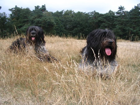 Schapendoes django en zilvervos (teun)