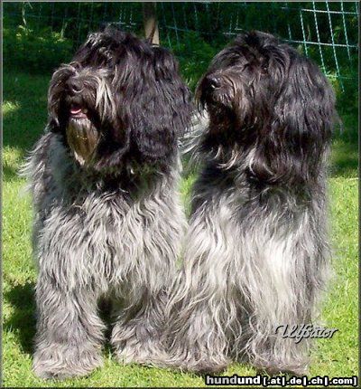 Schapendoes Hunde Foto 26217 in höherer Auflösung ansehen Schapendoes Carnac`s Lonesome Ghost and Alice AV Ulfsäter