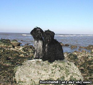 Schapendoes Hunde Foto 10669 Schapendoes Sam & Teun