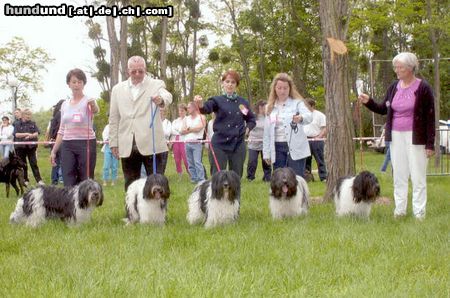 Schapendoes Hunde Foto 6191 Schapendoes The best kennel of schapendoes in france