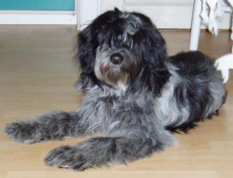 Schapendoes Hunde Foto 27993 in höherer Auflösung ansehen Schapendoes Mc Marra´s Zam Zim Zamba