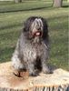Schapendoes Foto: Gabber (ID 10671) Schapendoes Hund