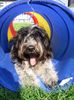 Schapendoes Foto: Billy-Bob vom Freudensprung (ID 5138) Schapendoes Hund