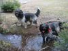 Schapendoes Foto: Espandrillo und Hobie of Magic Dog Garden (ID 10627) Schapendoes Hund