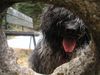 Schapendoes Foto: Espandrillo of Magic Dog Garden (ID 10631) Schapendoes Hund