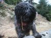 Schapendoes Foto: Espandrillo of Magic Dog Garden (ID 10633) Schapendoes Hund