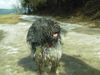 Schapendoes Foto: Espandrillo of Magic Dog Garden (ID 10622) Schapendoes Hund