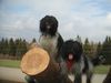Schapendoes Foto: Espandrillo und Hobie of Magic Dog Garden (ID 10632) Schapendoes Hund