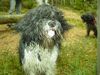 Schapendoes Foto: Hobie of Magic Dog Garden (ID 10625) Schapendoes Hund