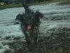 Schapendoes Foto: Espandrillo of Magic Dog Garden (ID 10623) Schapendoes Hund