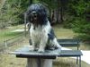 Schapendoes Foto: Hobie of Magic Dog Garden (ID 10624) Schapendoes Hund