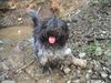 Schapendoes Foto: Espandrillo of Magic Dog Garden (ID 10626) Schapendoes Hund