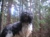 Schapendoes Foto: Hobie of Magic Dog Garden (ID 10634) Schapendoes Hund