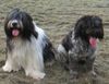 Schapendoes Foto (ID 1071) Schapendoes Hund