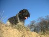 Schapendoes Foto: Espandrillo of Magic Dog Garden (ID 7708) Schapendoes Hund