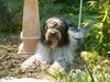 Schapendoes Foto: Joschie of Aiden Rud (ID 10960) Schapendoes Hund