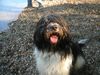 Schapendoes Foto: Hobie Stemmen of Magic Dog Garden (ID 7498) Schapendoes Hund