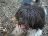 Schapendoes Foto: Hobie Stemmen of Magic Dog Garden (ID 7499) Schapendoes Hund