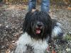 Schapendoes Foto: Hobie Stemmen of Magic Dog Garden (ID 7473) Schapendoes Hund