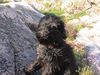 Schapendoes Foto: Ole (ID 16930) Schapendoes Hund