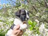 Schapendoes Foto: Haute Voleé of Magic Dog Garden (ID 5340) Schapendoes Hund