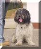 Schapendoes Foto: Hobie Stemmen of Magic Dog Garden (ID 7496) Schapendoes Hund