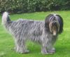 Schapendoes Foto: Urie Frieda van Wietse Sebastiaan (ID 40013) Schapendoes Hund
