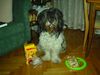 Schapendoes Foto: Hobie am Hl. Abend (ID 7718) Schapendoes Hund