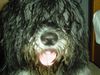 Schapendoes Foto: Hobie (ID 8673) Schapendoes Hund