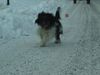 Schapendoes Foto: Hobie (ID 8155) Schapendoes Hund