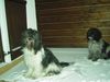 Schapendoes Foto: Espandrillo und Hobie (ID 8156) Schapendoes Hund