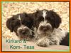 Schapendoes Foto: Libertin\'s Welpen Gwenny (ID 40222) Schapendoes Hund