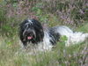 Schapendoes Foto: Libertins Gwenny (ID 36186) Schapendoes Hund