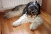 Schapendoes Foto: Haute Voleé of Magic Dog Garden (ID 5339) Schapendoes Hund