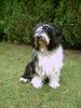Schapendoes Foto: Donja (ID 28261) Schapendoes Hund