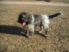 Schapendoes Foto: Espandrillo of Magic Dog Garden (ID 9294) Schapendoes Hund