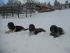 Schapendoes Foto: Hobie,Whoopi und Espandrillo of Magic Dog Garden (ID 8049) Schapendoes Hund