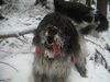Schapendoes Foto: Espandrillo of Magic Dog Garden (ID 8048) Schapendoes Hund