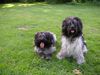 Schapendoes Foto: espandrillo und robin (ID 22160) Schapendoes Hund