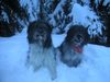 Schapendoes Foto: Hobie und Espandrillo of Magic Dog Garden (ID 8054) Schapendoes Hund