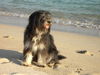 Schapendoes Foto: Quenn Ginny am Strand, Bretagne 05 (ID 24475) Schapendoes Hund
