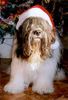 Schapendoes Foto: Joyeux Noël de France (ID 7598) Schapendoes Hund